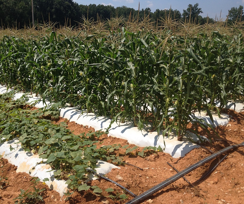 This is customer's field with a typical drip tape and plastic mulch setup.