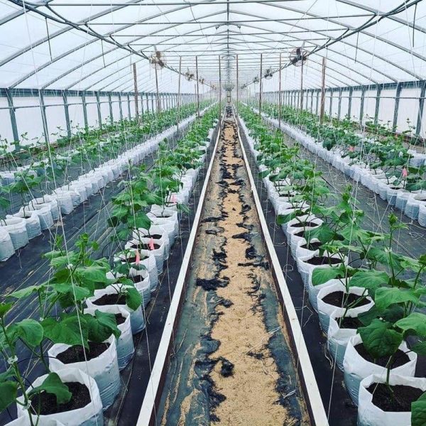 These are Triple P Greenhouse' vegetables grown in the greenhouse.
